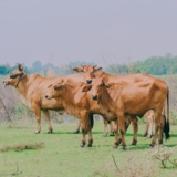 brown cattle on green grass